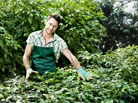 Small team trimming hedges near Beckenham High Street