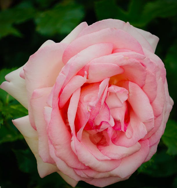 Close-up image of a large, pale pink rose with soft, velvety petals that gently curl outward. The rose is partly open, revealing tightly layered inner petals. The background features dark green, sligh